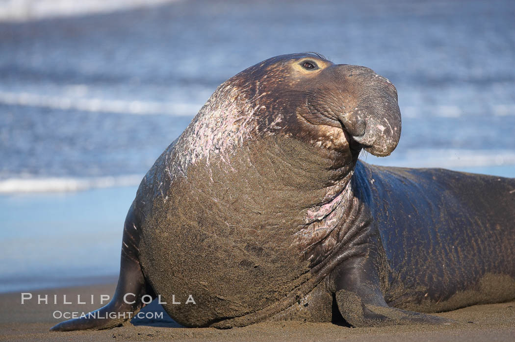 A bull elephant seal (adult male) surveys the beach.  The huge proboscis is characteristic of the species. Scarring from combat with other males.  Central California. Piedras Blancas, San Simeon, USA, Mirounga angustirostris, natural history stock photograph, photo id 15457