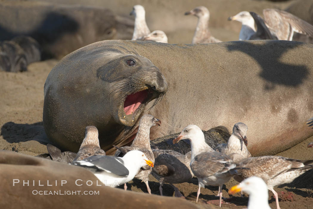 Having just given birth moments before, a mother elephant seal barks at seagulls that are feasting on the placenta and birth tissues.  The pup is unharmed; the interaction is a common one between elephant seals and gulls.  Winter, Central California. Piedras Blancas, San Simeon, USA, Mirounga angustirostris, natural history stock photograph, photo id 15481