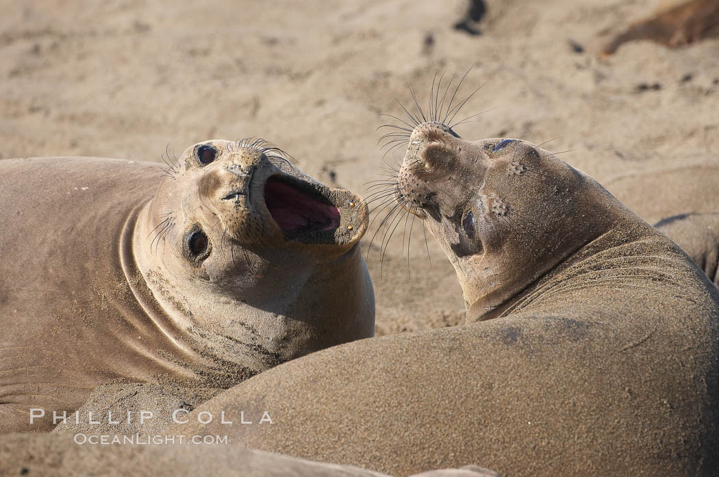 Female elephant seals fight for space on the beach for themselves and their pups, and fend off other females who may try to steal their pups.  The fights among females are less intense than those among bulls but are no less important in determining the social hierarchy of the rookery.  Sandy beach rookery, winter, Central California. Piedras Blancas, San Simeon, USA, Mirounga angustirostris, natural history stock photograph, photo id 15485