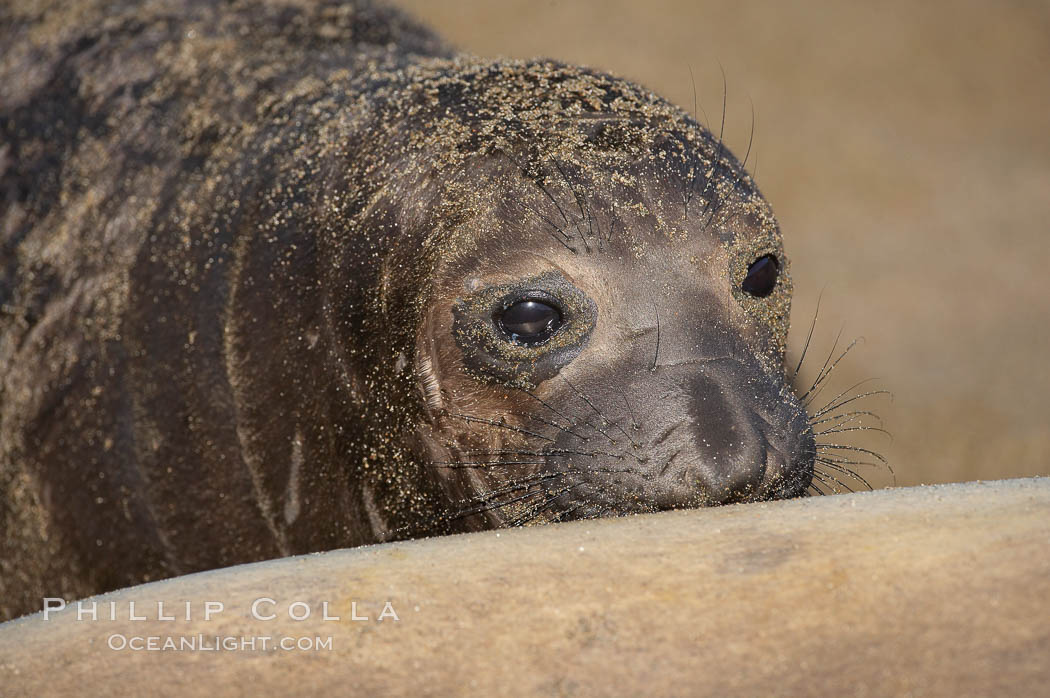 Elephant seal pup nurses.  The pup will nurse for 27 days, when the mother stops lactating and returns to the sea.  The pup will stay on the beach 12 more weeks until it becomes hungry and begins to forage for food. Piedras Blancas, San Simeon, California, USA, Mirounga angustirostris, natural history stock photograph, photo id 15493