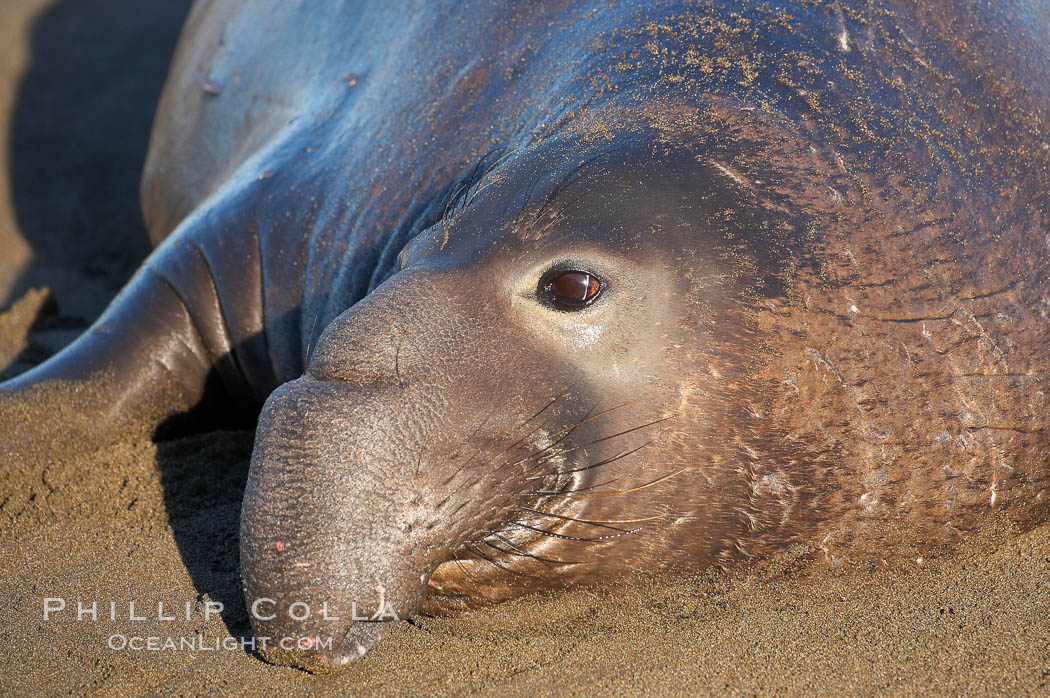 Bull elephant seal lies on the sand.  This old male shows the huge proboscis characteristic of this species, as well as considerable scarring on his chest and proboscis from many winters fighting other males for territory and rights to a harem of females.  Sandy beach rookery, winter, Central California. Piedras Blancas, San Simeon, USA, Mirounga angustirostris, natural history stock photograph, photo id 15501