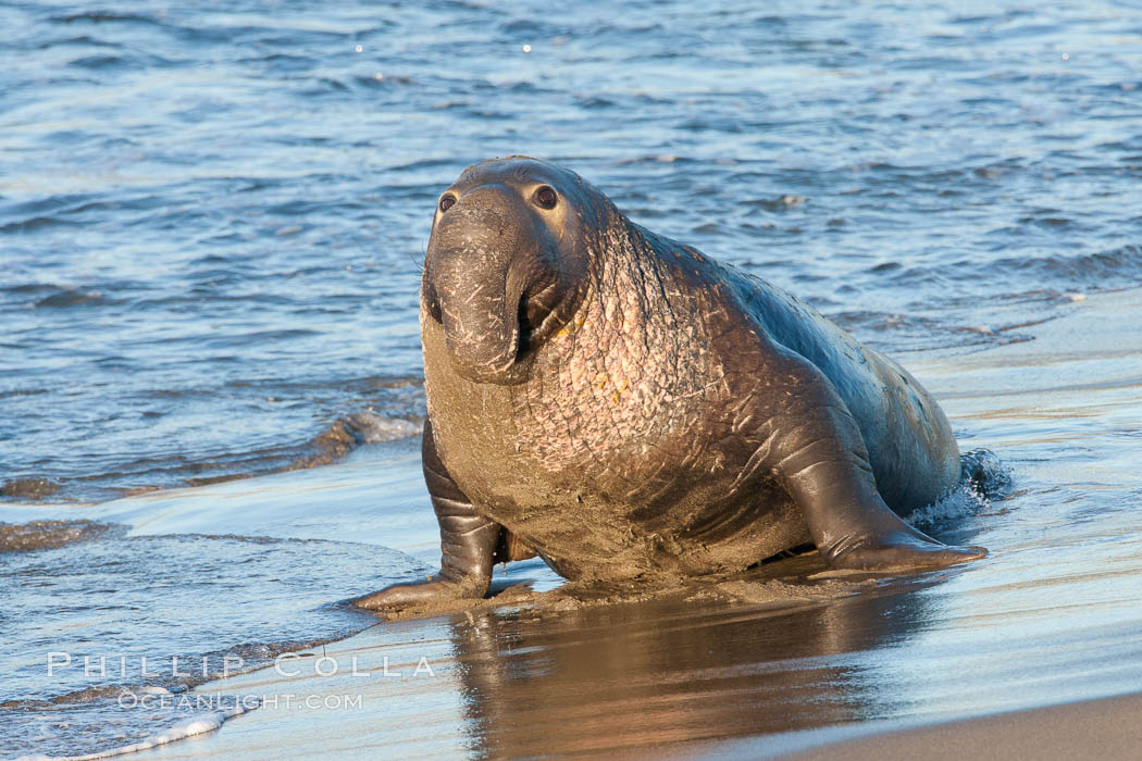 Northern elephant seal., Mirounga angustirostris, natural history stock photograph, photo id 26696