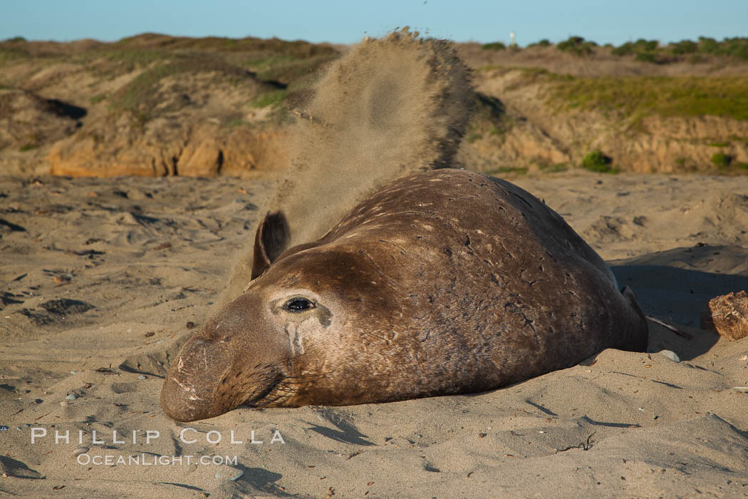 Northern elephant seal., Mirounga angustirostris, natural history stock photograph, photo id 26700