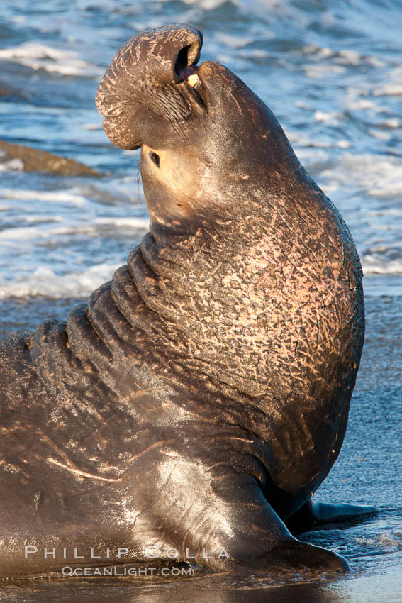 Northern elephant seal., Mirounga angustirostris, natural history stock photograph, photo id 26708