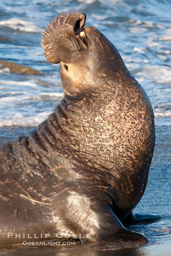 Northern elephant seal., Mirounga angustirostris, natural history stock photograph, photo id 26708