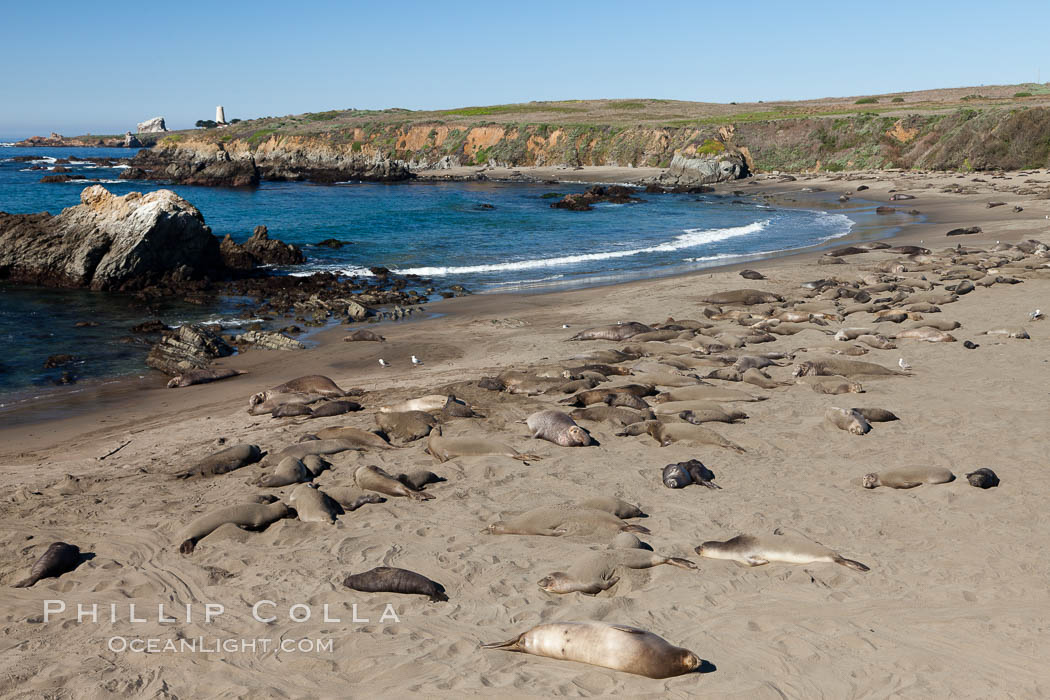 Northern elephant seal., Mirounga angustirostris, natural history stock photograph, photo id 26712