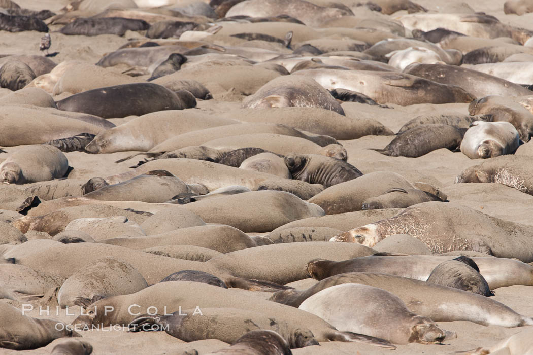 Northern elephant seal., Mirounga angustirostris, natural history stock photograph, photo id 26703