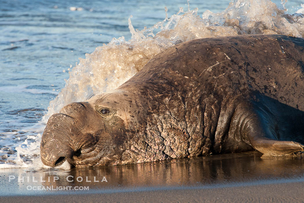 Northern elephant seal., Mirounga angustirostris, natural history stock photograph, photo id 26707
