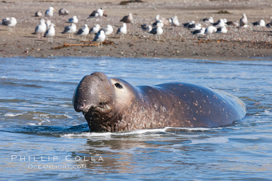 Northern elephant seal., Mirounga angustirostris, natural history stock photograph, photo id 26711