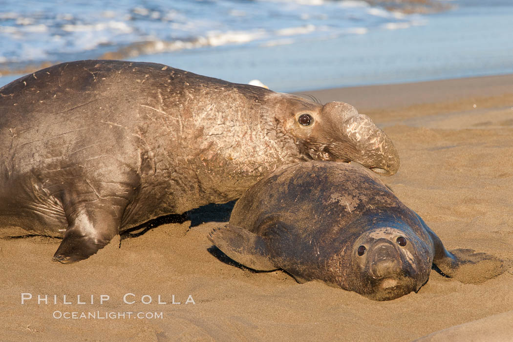 Northern elephant seal., Mirounga angustirostris, natural history stock photograph, photo id 26715