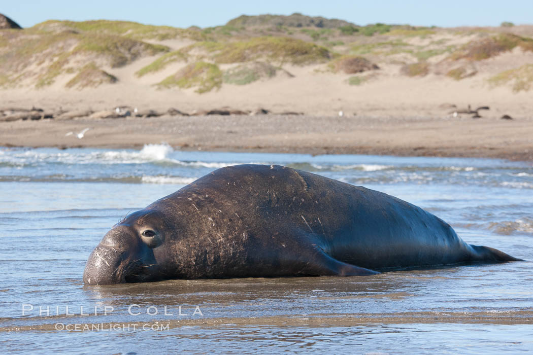 Northern elephant seal., Mirounga angustirostris, natural history stock photograph, photo id 26701