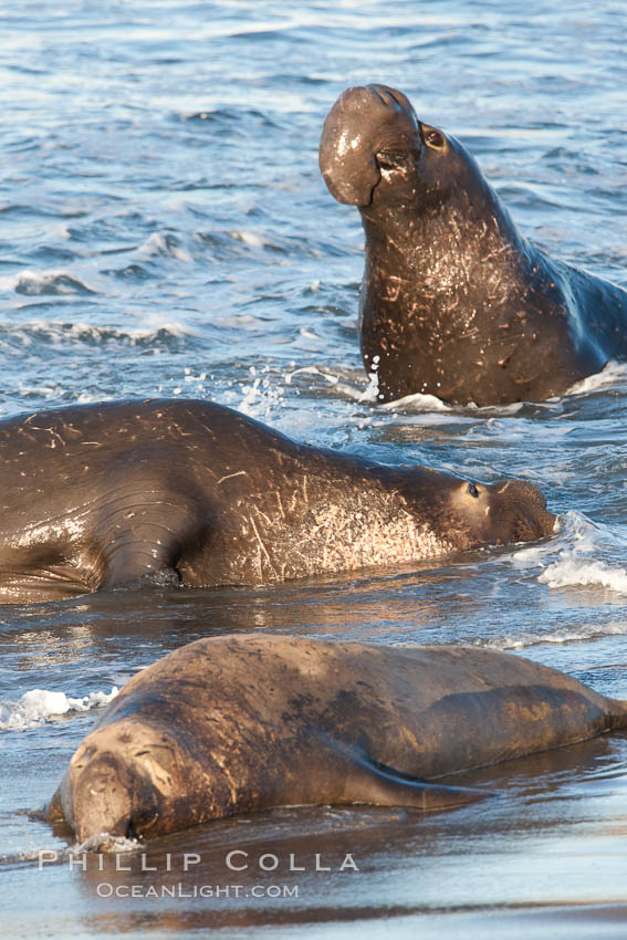 Northern elephant seal., Mirounga angustirostris, natural history stock photograph, photo id 26709