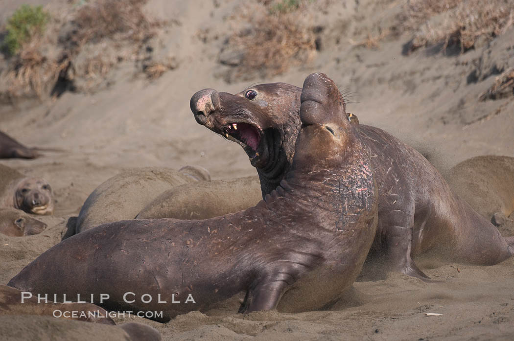 Male elephant seals (bulls) rear up on their foreflippers and fight for territory and harems of females.  Bull elephant seals will haul out and fight from December through March, nearly fasting the entire time as they maintain their territory and harem.  They bite and tear at each other on the neck and shoulders, drawing blood and creating scars on the tough hides.  Sandy beach rookery, winter, Central California. Piedras Blancas, San Simeon, USA, Mirounga angustirostris, natural history stock photograph, photo id 15394