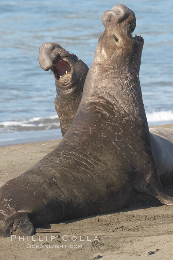 Male elephant seals (bulls) rear up on their foreflippers and fight for territory and harems of females.  Bull elephant seals will haul out and fight from December through March, nearly fasting the entire time as they maintain their territory and harem.  They bite and tear at each other on the neck and shoulders, drawing blood and creating scars on the tough hides.  Sandy beach rookery, winter, Central California., Mirounga angustirostris, natural history stock photograph, photo id 15398