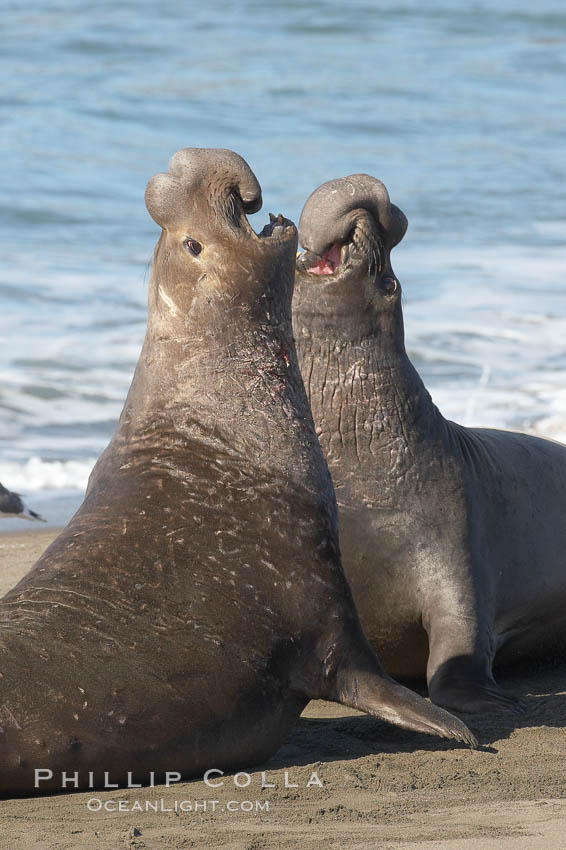 Male elephant seals (bulls) rear up on their foreflippers and fight for territory and harems of females.  Bull elephant seals will haul out and fight from December through March, nearly fasting the entire time as they maintain their territory and harem.  They bite and tear at each other on the neck and shoulders, drawing blood and creating scars on the tough hides.  Sandy beach rookery, winter, Central California., Mirounga angustirostris, natural history stock photograph, photo id 15466