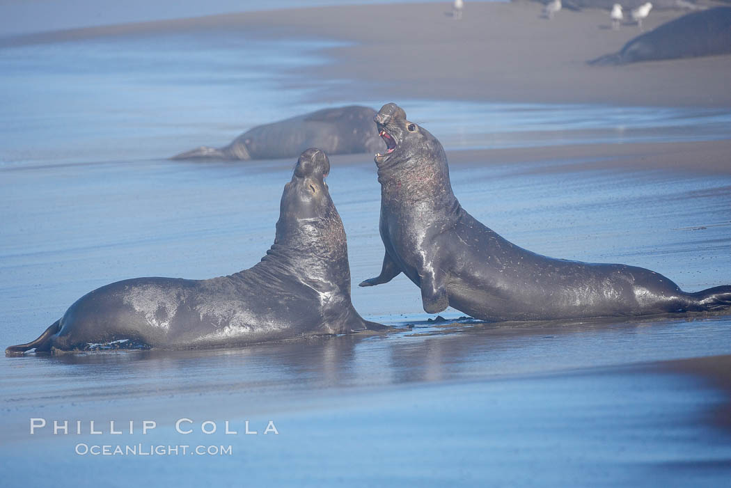 Male elephant seals (bulls) rear up on their foreflippers and fight for territory and harems of females.  Bull elephant seals will haul out and fight from December through March, nearly fasting the entire time as they maintain their territory and harem.  They bite and tear at each other on the neck and shoulders, drawing blood and creating scars on the tough hides.  Sandy beach rookery, winter, Central California. Piedras Blancas, San Simeon, USA, Mirounga angustirostris, natural history stock photograph, photo id 15518