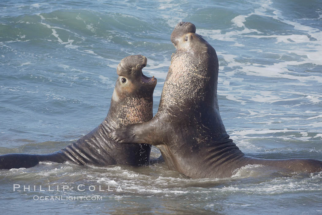 Male elephant seals (bulls) rear up on their foreflippers and fight in the surf for access for mating females that are in estrous.  Such fighting among elephant seals can take place on the beach or in the water.  They bite and tear at each other on the neck and shoulders, drawing blood and creating scars on the tough hides. Piedras Blancas, San Simeon, California, USA, Mirounga angustirostris, natural history stock photograph, photo id 20370