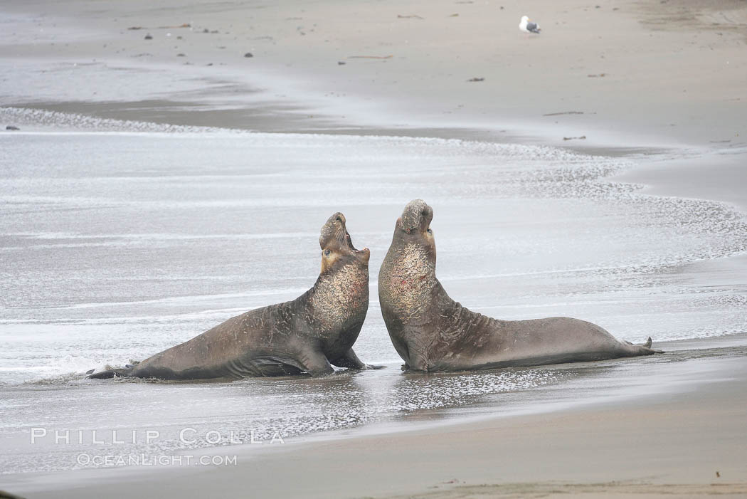 Male elephant seals (bulls) rear up on their foreflippers and fight for territory and harems of females.  Bull elephant seals will haul out and fight from December through March, nearly fasting the entire time as they maintain their territory and harem.  They bite and tear at each other on the neck and shoulders, drawing blood and creating scars on the tough hides. Piedras Blancas, San Simeon, California, USA, Mirounga angustirostris, natural history stock photograph, photo id 20382