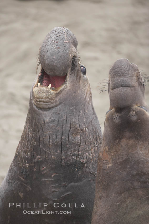 Male elephant seals (bulls) rear up on their foreflippers and fight for territory and harems of females.  Bull elephant seals will haul out and fight from December through March, nearly fasting the entire time as they maintain their territory and harem.  They bite and tear at each other on the neck and shoulders, drawing blood and creating scars on the tough hides., Mirounga angustirostris, natural history stock photograph, photo id 20410