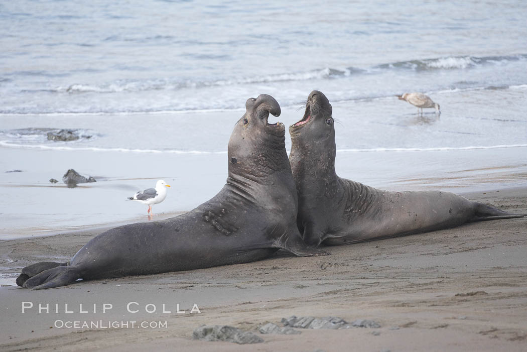 Male elephant seals (bulls) rear up on their foreflippers and fight for territory and harems of females.  Bull elephant seals will haul out and fight from December through March, nearly fasting the entire time as they maintain their territory and harem.  They bite and tear at each other on the neck and shoulders, drawing blood and creating scars on the tough hides. Piedras Blancas, San Simeon, California, USA, Mirounga angustirostris, natural history stock photograph, photo id 20414