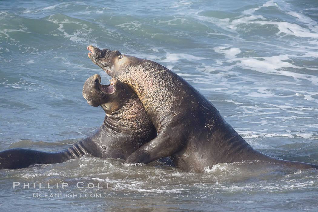 Male elephant seals (bulls) rear up on their foreflippers and fight in the surf for access for mating females that are in estrous.  Such fighting among elephant seals can take place on the beach or in the water.  They bite and tear at each other on the neck and shoulders, drawing blood and creating scars on the tough hides., Mirounga angustirostris, natural history stock photograph, photo id 20430