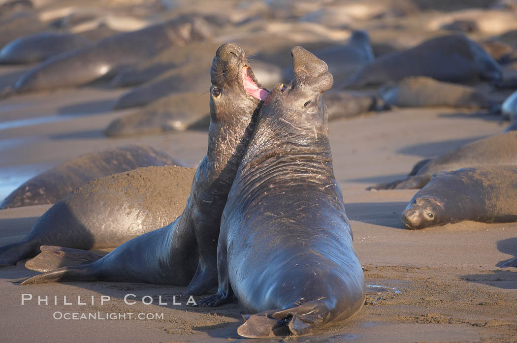 Male elephant seals (bulls) rear up on their foreflippers and fight for territory and harems of females.  Bull elephant seals will haul out and fight from December through March, nearly fasting the entire time as they maintain their territory and harem.  They bite and tear at each other on the neck and shoulders, drawing blood and creating scars on the tough hides.  Sandy beach rookery, winter, Central California. Piedras Blancas, San Simeon, USA, Mirounga angustirostris, natural history stock photograph, photo id 15396