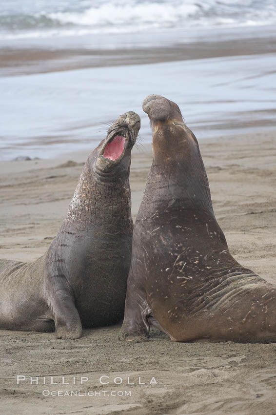 Male elephant seals (bulls) rear up on their foreflippers and fight for territory and harems of females.  Bull elephant seals will haul out and fight from December through March, nearly fasting the entire time as they maintain their territory and harem.  They bite and tear at each other on the neck and shoulders, drawing blood and creating scars on the tough hides. Piedras Blancas, San Simeon, California, USA, Mirounga angustirostris, natural history stock photograph, photo id 20372