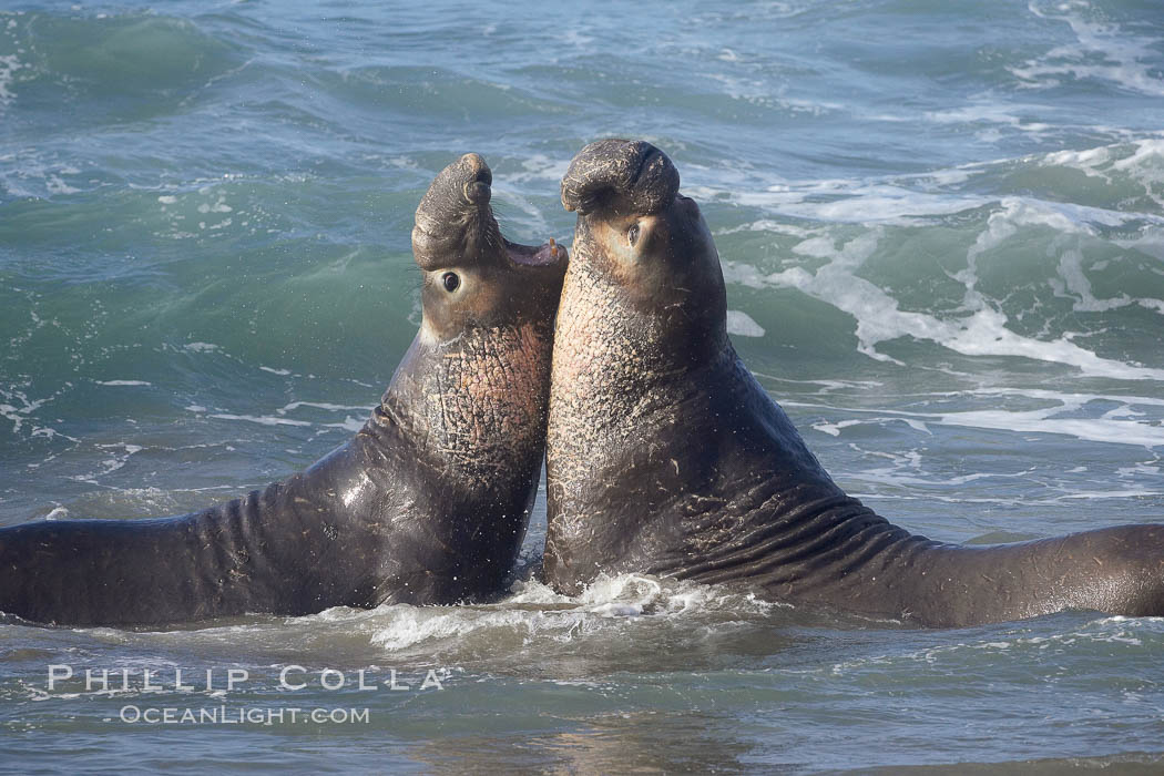 Male elephant seals (bulls) rear up on their foreflippers and fight in the surf for access for mating females that are in estrous.  Such fighting among elephant seals can take place on the beach or in the water.  They bite and tear at each other on the neck and shoulders, drawing blood and creating scars on the tough hides., Mirounga angustirostris, natural history stock photograph, photo id 20376