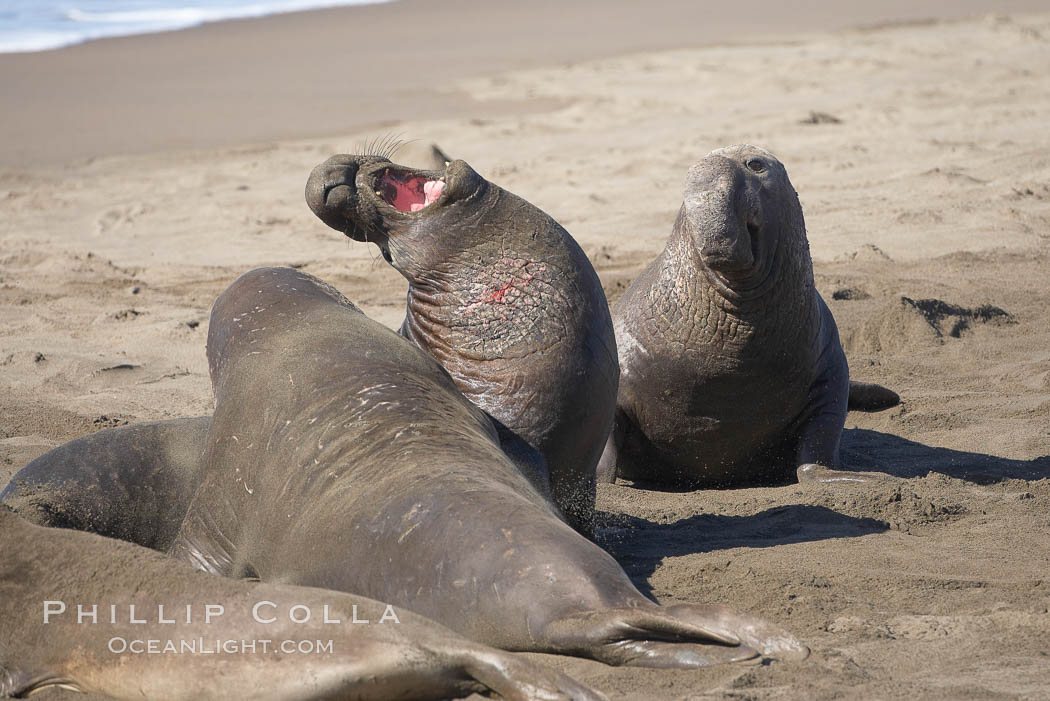 Male elephant seals (bulls) rear up on their foreflippers and fight for territory and harems of females.  Bull elephant seals will haul out and fight from December through March, nearly fasting the entire time as they maintain their territory and harem.  They bite and tear at each other on the neck and shoulders, drawing blood and creating scars on the tough hides., Mirounga angustirostris, natural history stock photograph, photo id 20412