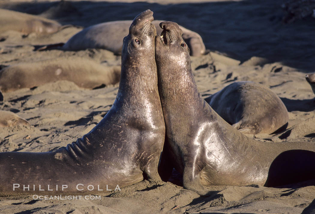 Young adult male northern elephant seal, mock jousting/fighting. Piedras Blancas, San Simeon, California, USA, Mirounga angustirostris, natural history stock photograph, photo id 10067