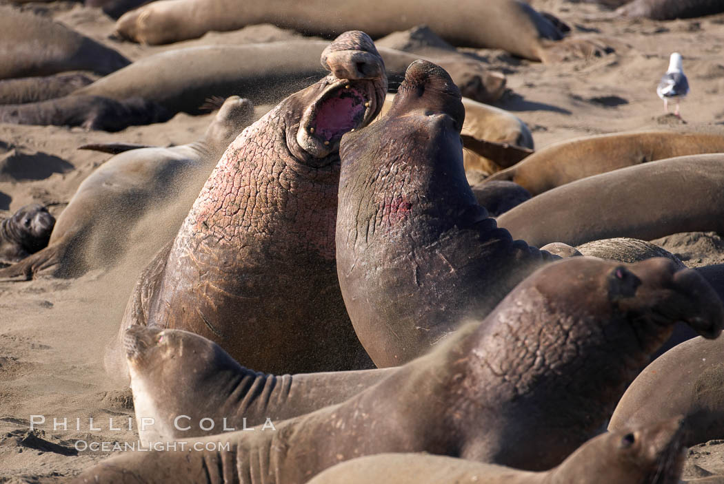 Male elephant seals (bulls) rear up on their foreflippers and fight for territory and harems of females.  Bull elephant seals will haul out and fight from December through March, nearly fasting the entire time as they maintain their territory and harem.  They bite and tear at each other on the neck and shoulders, drawing blood and creating scars on the tough hides.  Sandy beach rookery, winter, Central California. Piedras Blancas, San Simeon, USA, Mirounga angustirostris, natural history stock photograph, photo id 15395