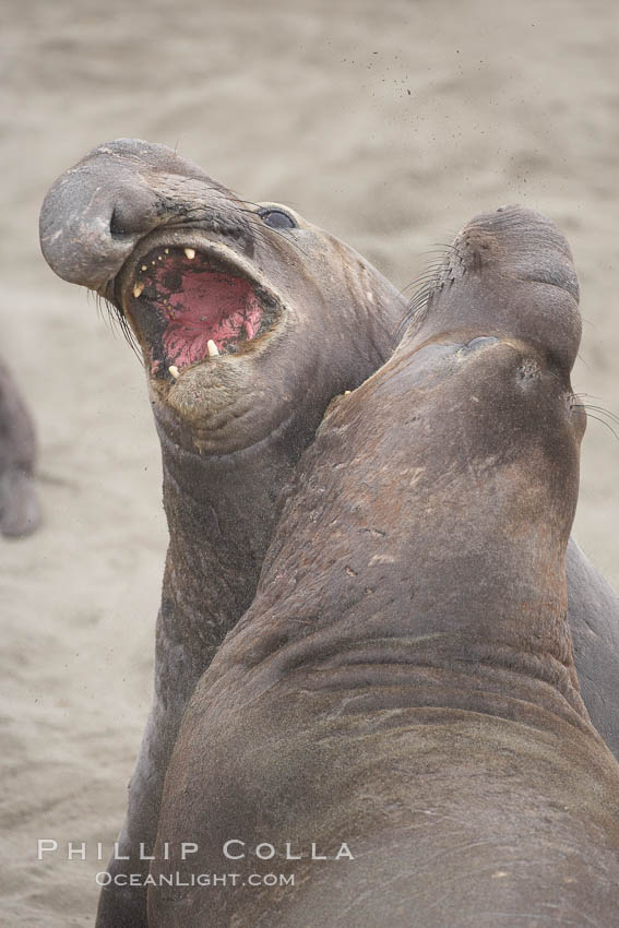 Male elephant seals (bulls) rear up on their foreflippers and fight for territory and harems of females.  Bull elephant seals will haul out and fight from December through March, nearly fasting the entire time as they maintain their territory and harem.  They bite and tear at each other on the neck and shoulders, drawing blood and creating scars on the tough hides. Piedras Blancas, San Simeon, California, USA, Mirounga angustirostris, natural history stock photograph, photo id 20371