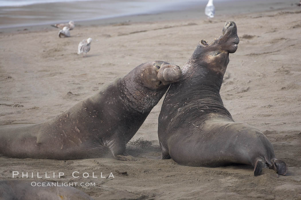 Male elephant seals (bulls) rear up on their foreflippers and fight for territory and harems of females.  Bull elephant seals will haul out and fight from December through March, nearly fasting the entire time as they maintain their territory and harem.  They bite and tear at each other on the neck and shoulders, drawing blood and creating scars on the tough hides. Piedras Blancas, San Simeon, California, USA, Mirounga angustirostris, natural history stock photograph, photo id 20383