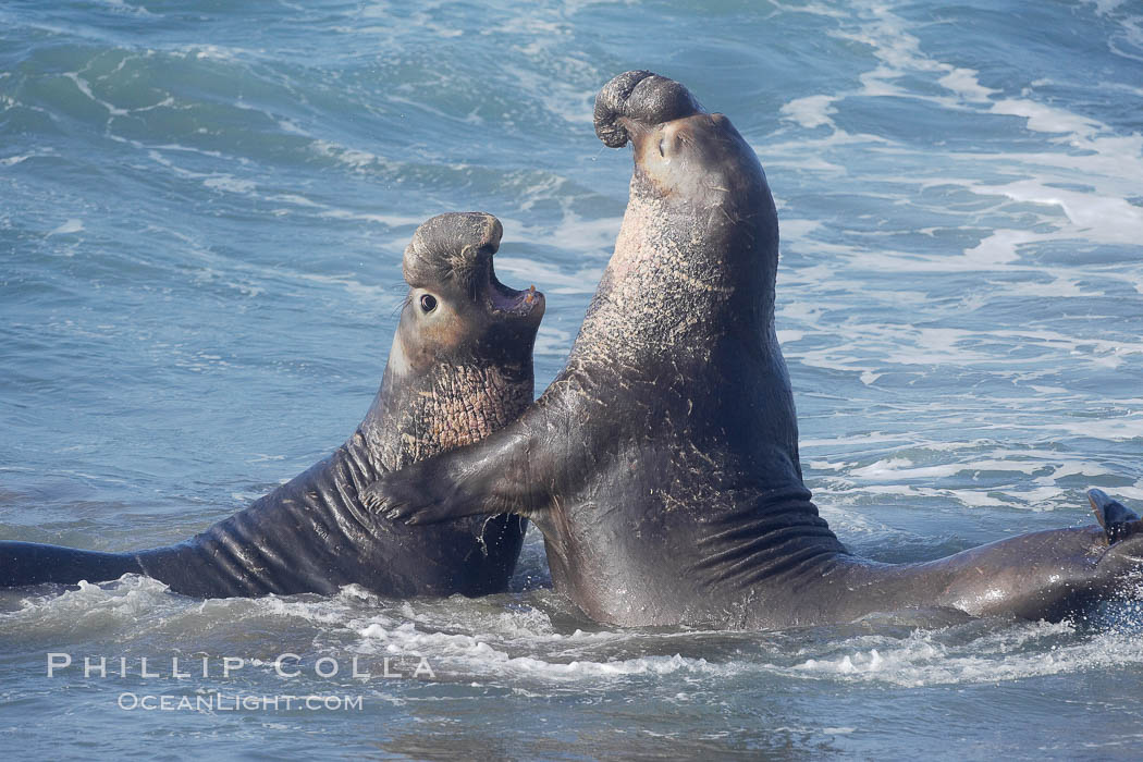 Male elephant seals (bulls) rear up on their foreflippers and fight in the surf for access for mating females that are in estrous.  Such fighting among elephant seals can take place on the beach or in the water.  They bite and tear at each other on the neck and shoulders, drawing blood and creating scars on the tough hides. Piedras Blancas, San Simeon, California, USA, Mirounga angustirostris, natural history stock photograph, photo id 20407