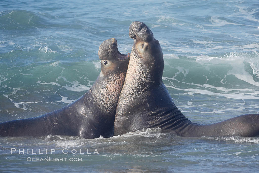 Male elephant seals (bulls) rear up on their foreflippers and fight in the surf for access for mating females that are in estrous.  Such fighting among elephant seals can take place on the beach or in the water.  They bite and tear at each other on the neck and shoulders, drawing blood and creating scars on the tough hides. Piedras Blancas, San Simeon, California, USA, Mirounga angustirostris, natural history stock photograph, photo id 20411