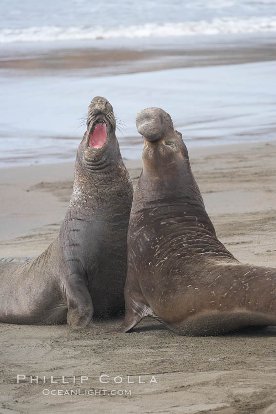 Male elephant seals (bulls) rear up on their foreflippers and fight for territory and harems of females.  Bull elephant seals will haul out and fight from December through March, nearly fasting the entire time as they maintain their territory and harem.  They bite and tear at each other on the neck and shoulders, drawing blood and creating scars on the tough hides., Mirounga angustirostris, natural history stock photograph, photo id 20415