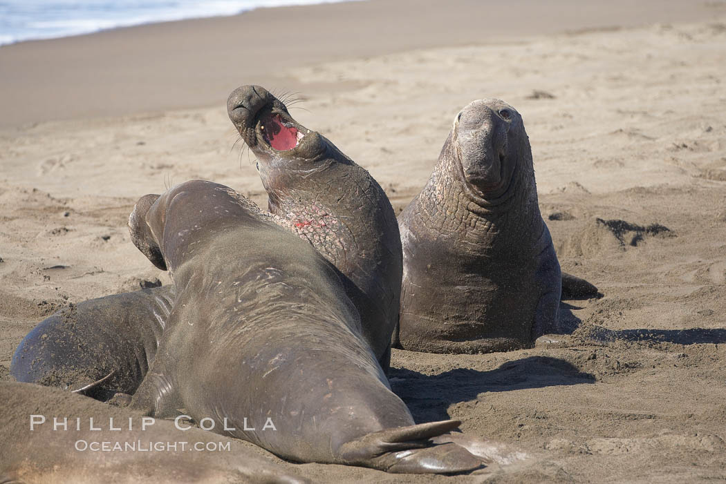 Male elephant seals (bulls) rear up on their foreflippers and fight for territory and harems of females.  Bull elephant seals will haul out and fight from December through March, nearly fasting the entire time as they maintain their territory and harem.  They bite and tear at each other on the neck and shoulders, drawing blood and creating scars on the tough hides., Mirounga angustirostris, natural history stock photograph, photo id 20431