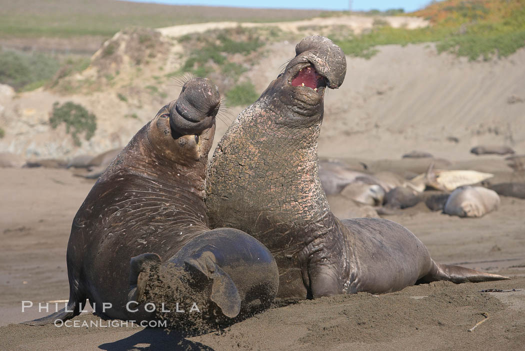 Male elephant seals (bulls) rear up on their foreflippers and fight for territory and harems of females.  Bull elephant seals will haul out and fight from December through March, nearly fasting the entire time as they maintain their territory and harem.  They bite and tear at each other on the neck and shoulders, drawing blood and creating scars on the tough hides.  Sandy beach rookery, winter, Central California. Piedras Blancas, San Simeon, USA, Mirounga angustirostris, natural history stock photograph, photo id 15393