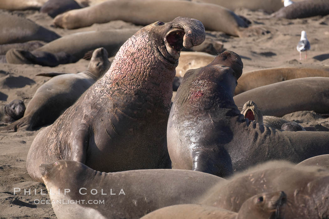 Male elephant seals (bulls) rear up on their foreflippers and fight for territory and harems of females.  Bull elephant seals will haul out and fight from December through March, nearly fasting the entire time as they maintain their territory and harem.  They bite and tear at each other on the neck and shoulders, drawing blood and creating scars on the tough hides.  Sandy beach rookery, winter, Central California. Piedras Blancas, San Simeon, USA, Mirounga angustirostris, natural history stock photograph, photo id 15465