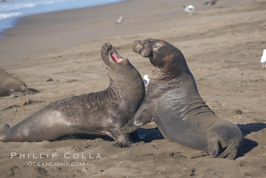 Male elephant seals (bulls) rear up on their foreflippers and fight for territory and harems of females.  Bull elephant seals will haul out and fight from December through March, nearly fasting the entire time as they maintain their territory and harem.  They bite and tear at each other on the neck and shoulders, drawing blood and creating scars on the tough hides., Mirounga angustirostris, natural history stock photograph, photo id 20373