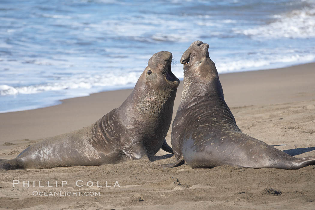 Male elephant seals (bulls) rear up on their foreflippers and fight for territory and harems of females.  Bull elephant seals will haul out and fight from December through March, nearly fasting the entire time as they maintain their territory and harem.  They bite and tear at each other on the neck and shoulders, drawing blood and creating scars on the tough hides. Piedras Blancas, San Simeon, California, USA, Mirounga angustirostris, natural history stock photograph, photo id 20409