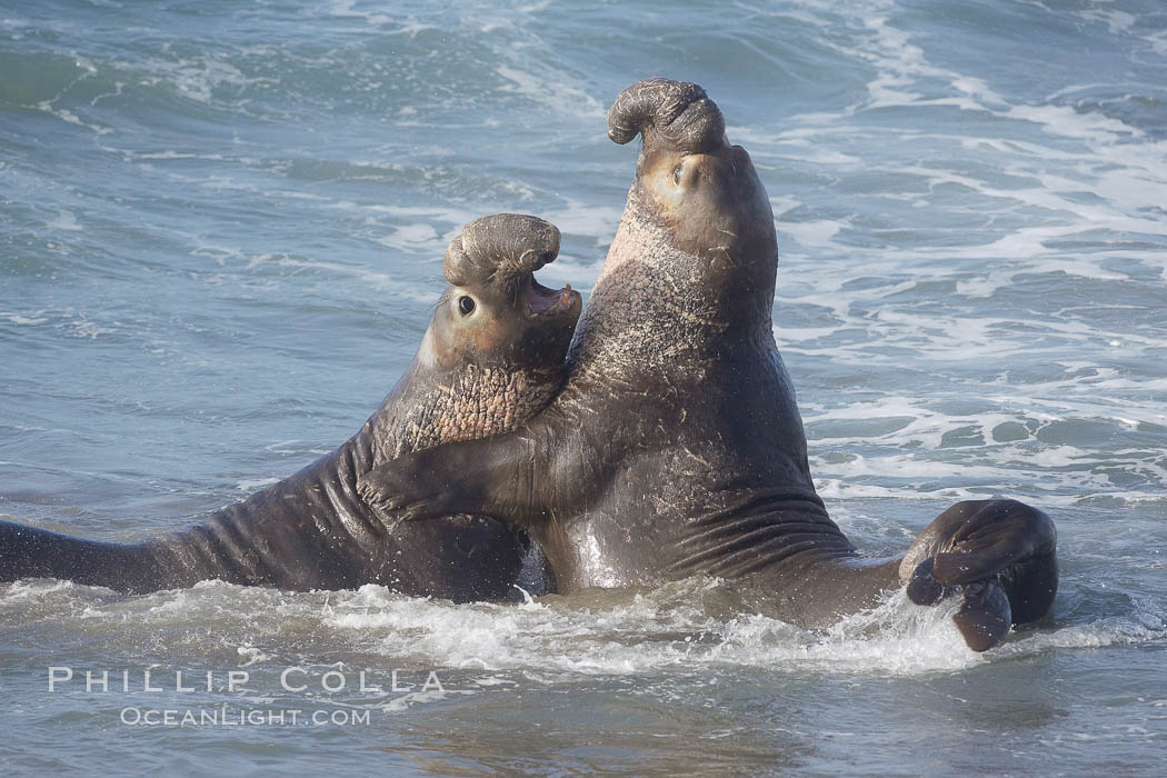 Male elephant seals (bulls) rear up on their foreflippers and fight in the surf for access for mating females that are in estrous.  Such fighting among elephant seals can take place on the beach or in the water.  They bite and tear at each other on the neck and shoulders, drawing blood and creating scars on the tough hides., Mirounga angustirostris, natural history stock photograph, photo id 20429