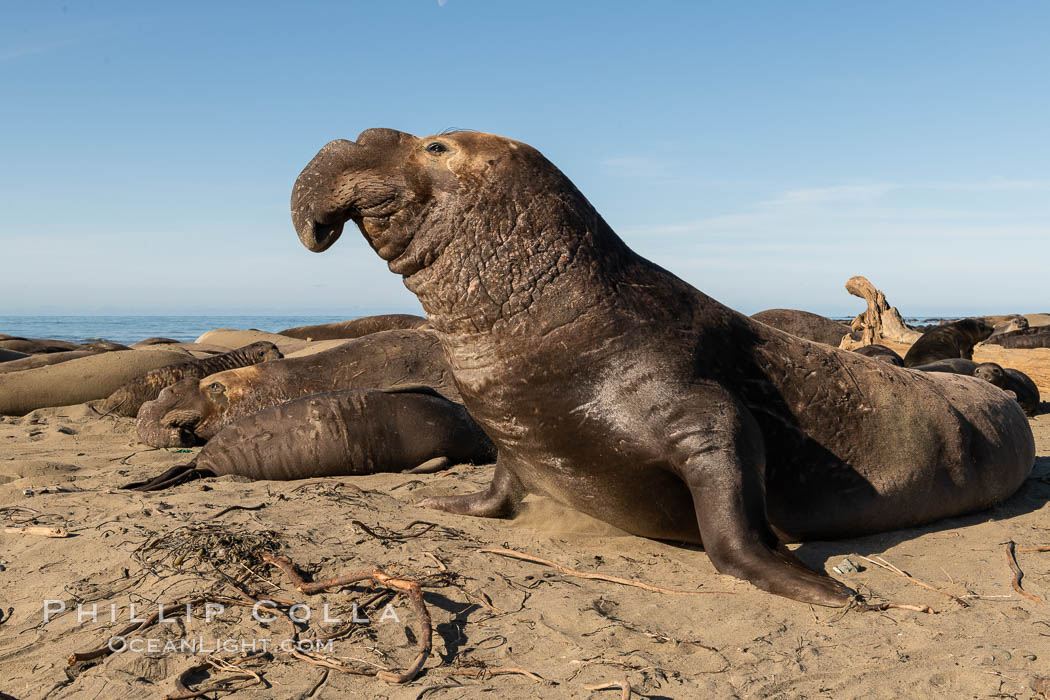 Northern elephant seals, Piedras Blancas. San Simeon, California, USA, Mirounga angustirostris, natural history stock photograph, photo id 35130