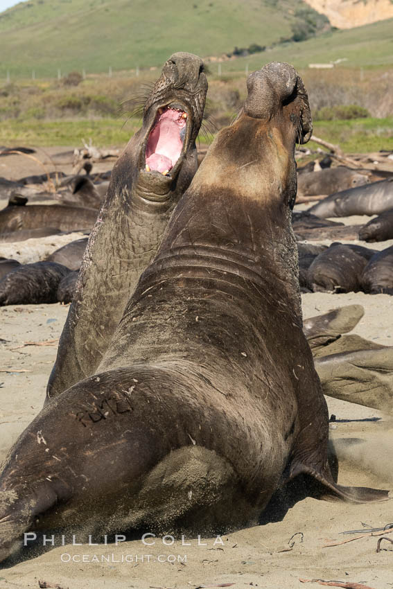 Male elephant seals (bulls) rear up on their foreflippers and fight for territory and harems of females. Bull elephant seals will haul out and fight from December through March, nearly fasting the entire time as they maintain their territory and harem. They bite and tear at each other on the neck and shoulders, drawing blood and creating scars on the tough hides. Sandy beach rookery, winter, Central California. Piedras Blancas, San Simeon, USA, Mirounga angustirostris, natural history stock photograph, photo id 35142