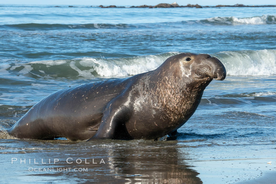 Northern elephant seals, Piedras Blancas., Mirounga angustirostris, natural history stock photograph, photo id 35146