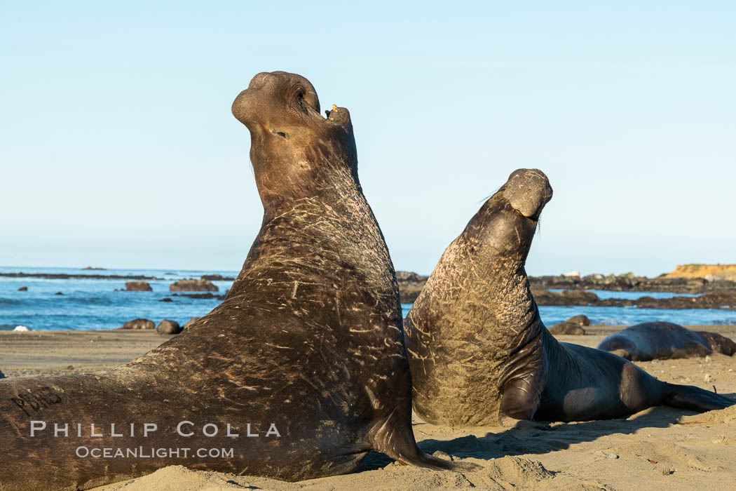 Male elephant seals (bulls) rear up on their foreflippers and fight for territory and harems of females. Bull elephant seals will haul out and fight from December through March, nearly fasting the entire time as they maintain their territory and harem. They bite and tear at each other on the neck and shoulders, drawing blood and creating scars on the tough hides. Sandy beach rookery, winter, Central California. Piedras Blancas, San Simeon, USA, Mirounga angustirostris, natural history stock photograph, photo id 35150