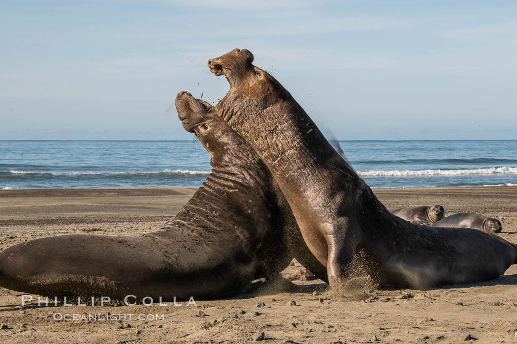 Male elephant seals (bulls) rear up on their foreflippers and fight for territory and harems of females. Bull elephant seals will haul out and fight from December through March, nearly fasting the entire time as they maintain their territory and harem. They bite and tear at each other on the neck and shoulders, drawing blood and creating scars on the tough hides. Sandy beach rookery, winter, Central California. Piedras Blancas, San Simeon, USA, Mirounga angustirostris, natural history stock photograph, photo id 35144