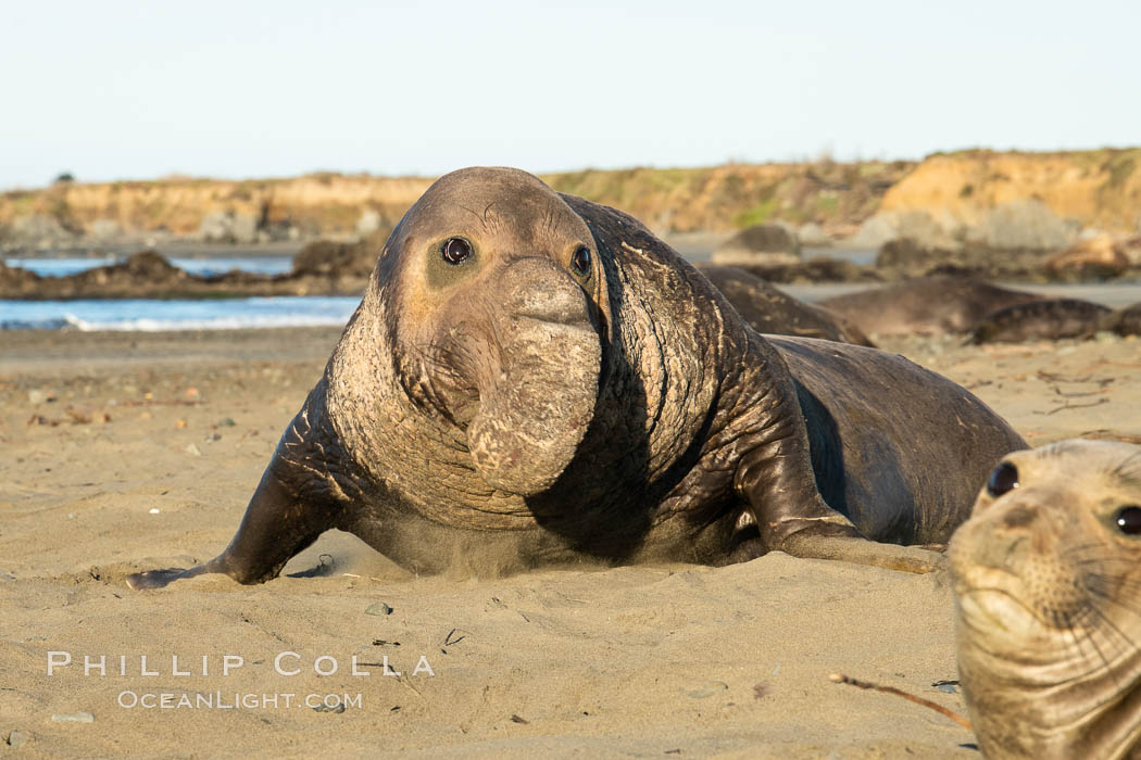 Northern elephant seals, Piedras Blancas. San Simeon, California, USA, Mirounga angustirostris, natural history stock photograph, photo id 35148