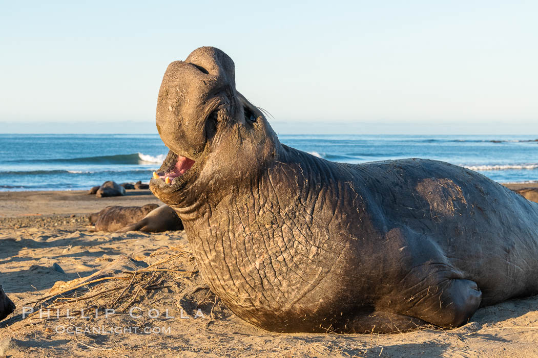 Bull elephant seal, adult male, bellowing. Its huge proboscis is characteristic of male elephant seals. Scarring from combat with other males. Piedras Blancas, San Simeon, California, USA, Mirounga angustirostris, natural history stock photograph, photo id 35152