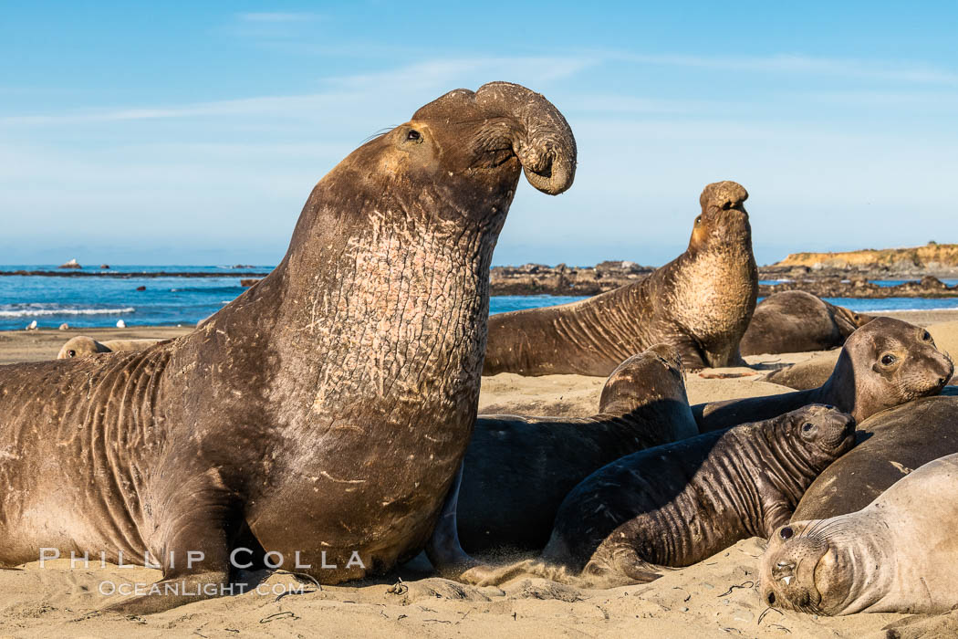 Northern elephant seals, Piedras Blancas. San Simeon, California, USA, Mirounga angustirostris, natural history stock photograph, photo id 35131